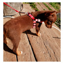 Guia Peitoral Pet [Fêmea]